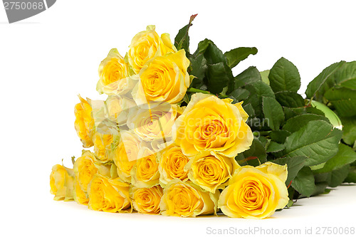 Image of Group of fresh yellow roses