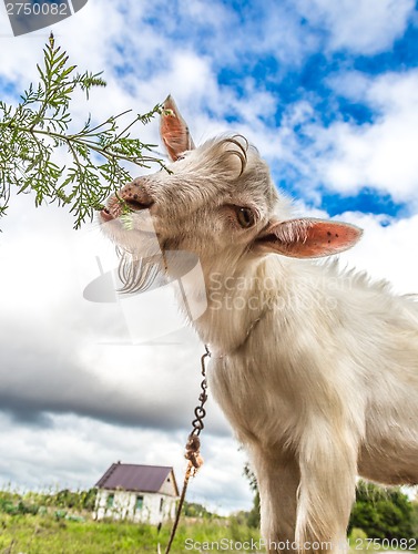 Image of Portrait of a goat eating a grass on a green meadow