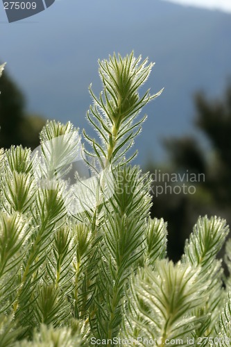 Image of Flannel Bush