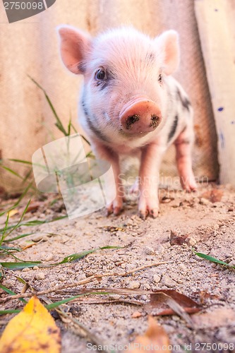 Image of Close-up of a cute muddy piglet running around outdoors on the f