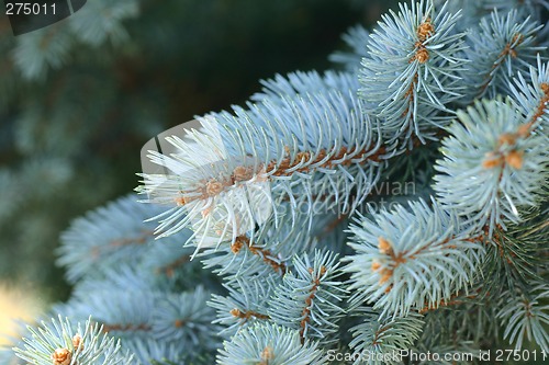 Image of Picea Pungens - Blue Spruce
