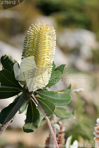 Image of Banksia integrifolia