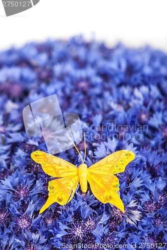 Image of Spring blue cornflower with yellow butterfly