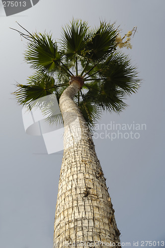 Image of Palm
