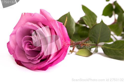 Image of One fresh pink rose  over white background