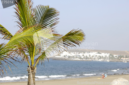 Image of Palm near beach