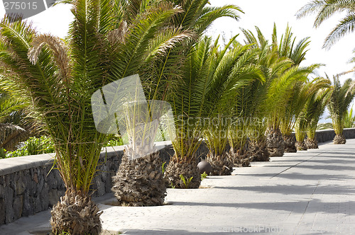 Image of Palms