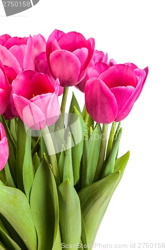 Image of Bunch of tulips on a white