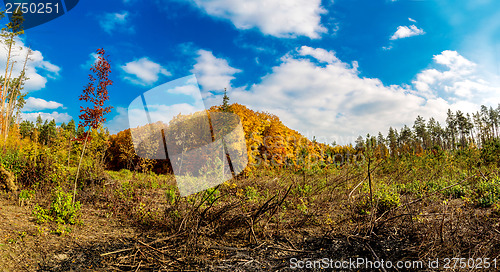 Image of Autumn forest panorama