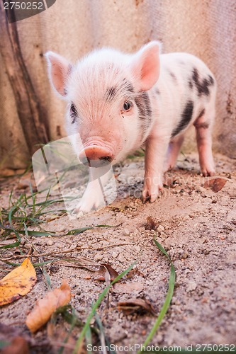 Image of Close-up of a cute muddy piglet running around outdoors on the f