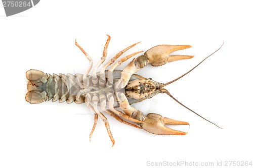 Image of River raw crayfish