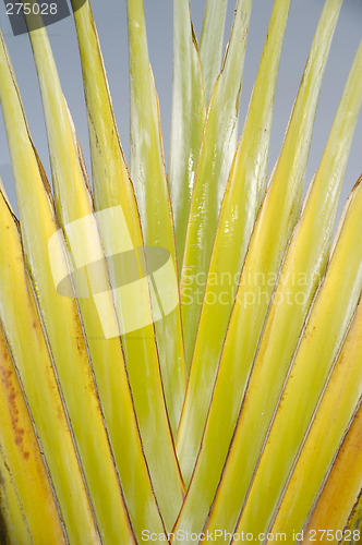 Image of Palm leaf