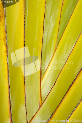 Image of Palm leaf