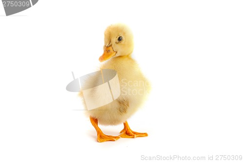 Image of A yellow duckling isolated on a white background