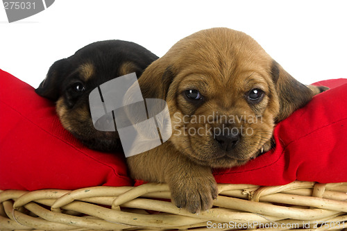 Image of Puppies