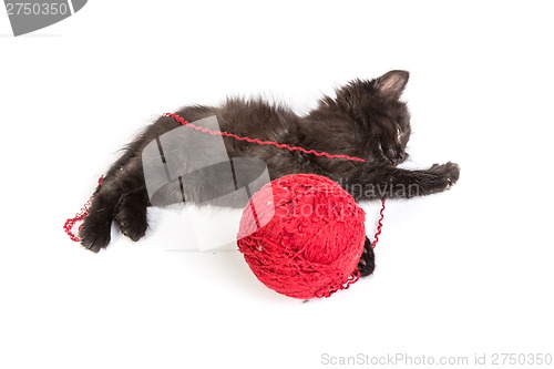 Image of Black kitten playing with a red ball of yarn on white background