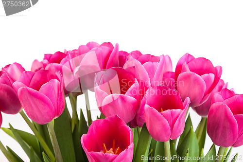 Image of Bunch of tulips on a white