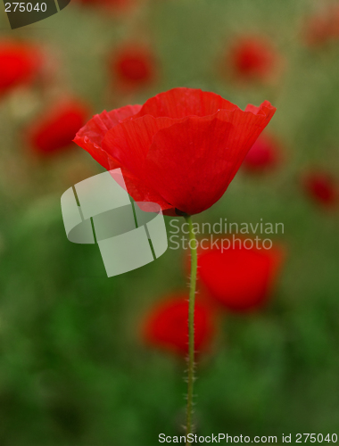 Image of Red Poppies