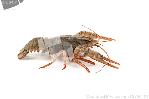 Image of River raw crayfish