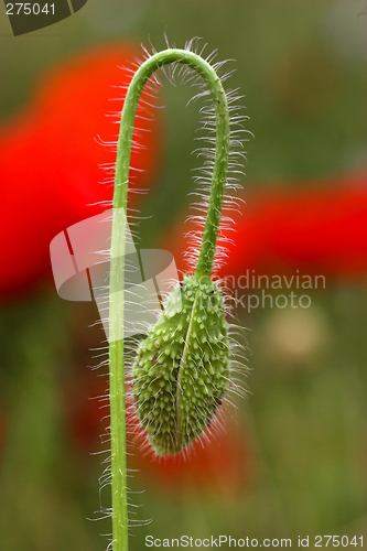 Image of Closed poppie