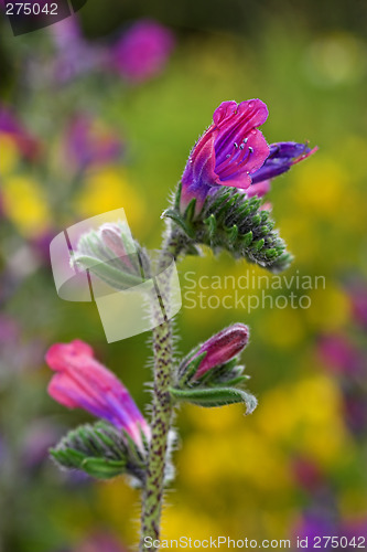 Image of Wild flowers