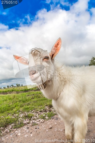 Image of Portrait of a goat eating a grass on a green meadow