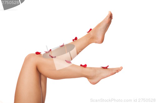 Image of Healthy Woman's Legs and Rose Petals over white.