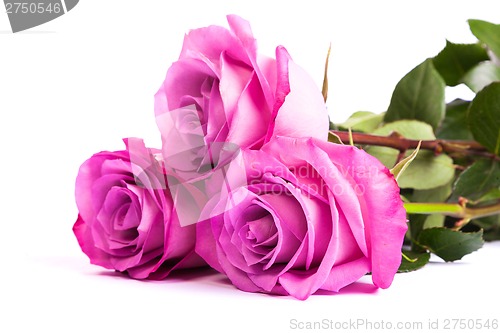 Image of Three fresh pink roses over white background