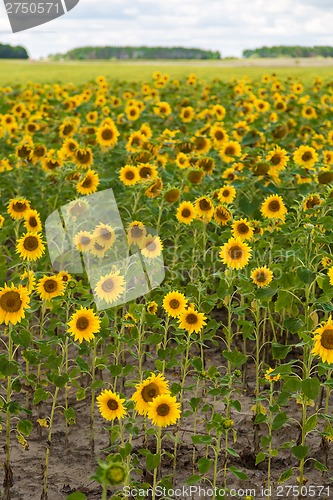 Image of sun flowers field in Ukraine sunflowers
