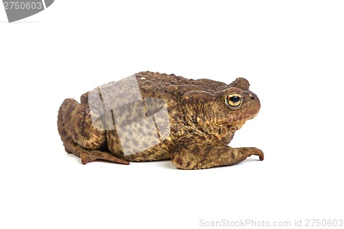 Image of Forest toad. Green frog