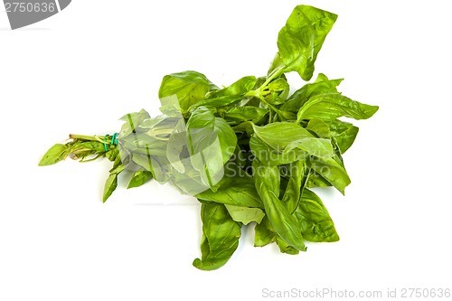 Image of Fresh green basil leaves on white background