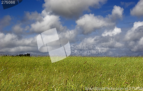 Image of Green meadow