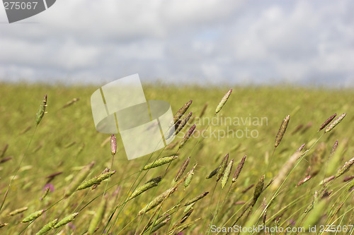 Image of Wheat field