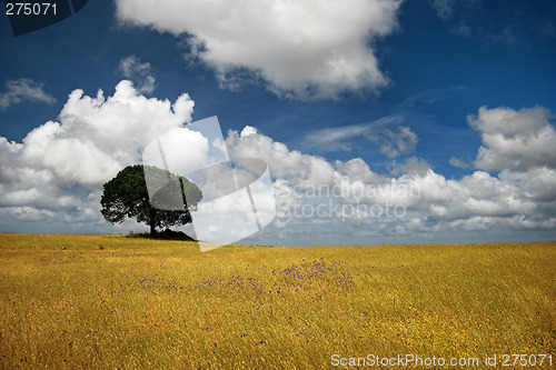 Image of Golden meadow