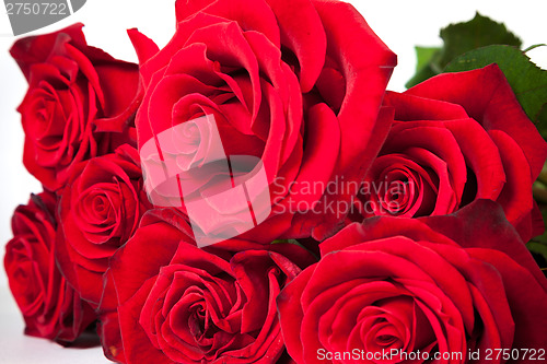 Image of Three fresh red roses over white background