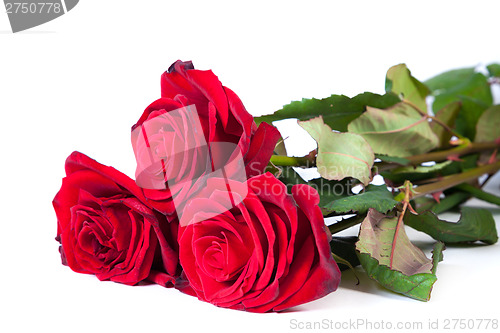 Image of Three fresh red roses over white background