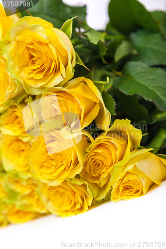 Image of Group of fresh yellow roses