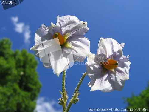 Image of potatoe flower