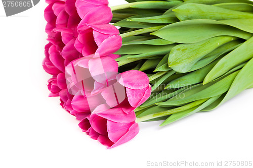 Image of Bunch of tulips on a white