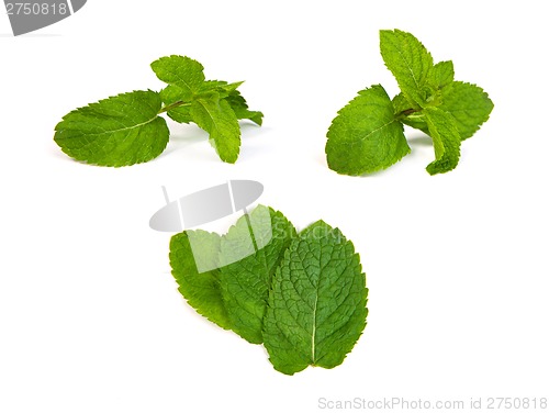 Image of set of mint leaves on white background