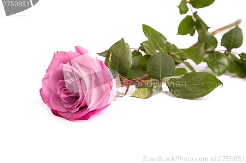 Image of One fresh pink rose  over white background