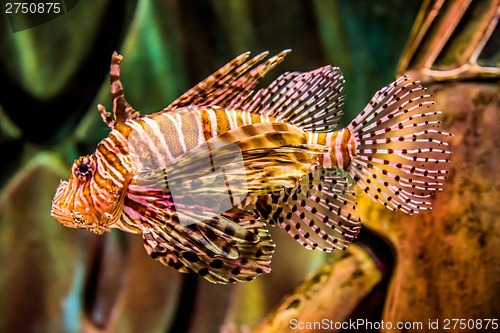 Image of Close up view of a venomous Red lionfish