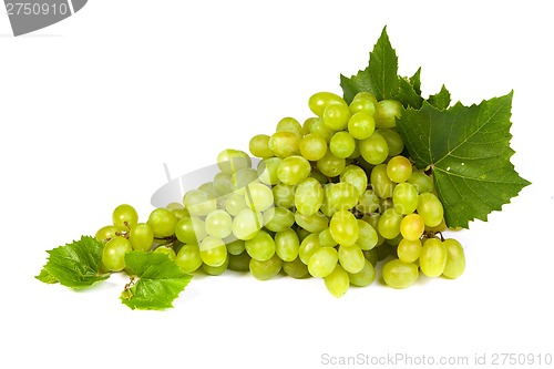 Image of Grape