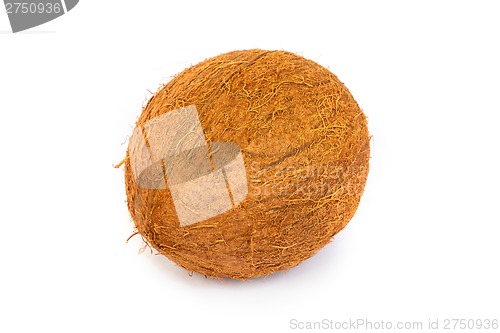 Image of Coconut on a white background