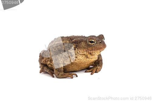 Image of Forest toad. Green frog