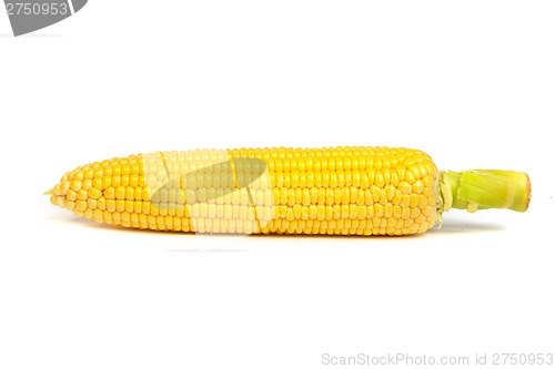 Image of Fresh uncooked corn on the cob