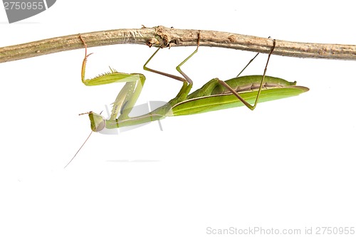 Image of Mantis isolated on a white background