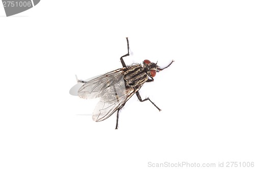 Image of Fly isolated on white. Macro shot of a housefly,