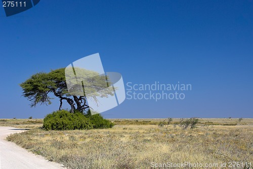 Image of African landscape