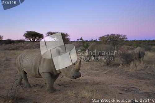 Image of White rhinoceros